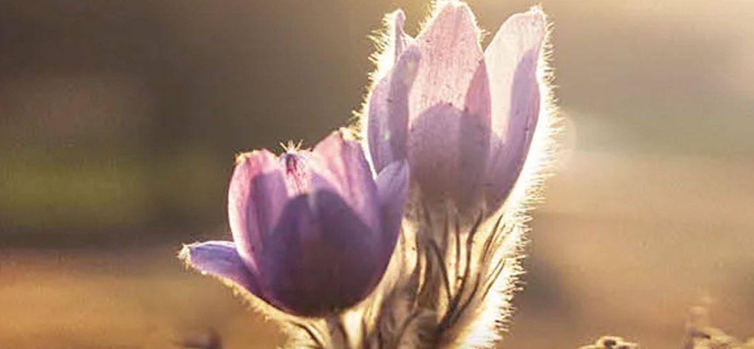 Growth: A Series in Spirituality