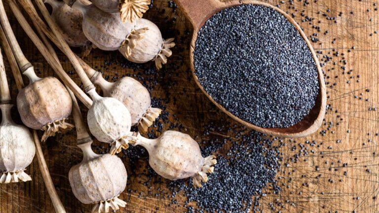 Blog - 9 - GateHouse Treatment Poppy Seeds and Drug Tests