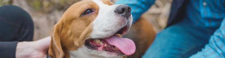 Blog - 3 - GateHouse Treatment The Role of Support Animals in Addiction Recovery Journeys